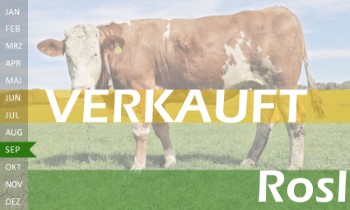 trchtige Fleckvieh Kalbin zu verkaufen, beweidet und ruhig